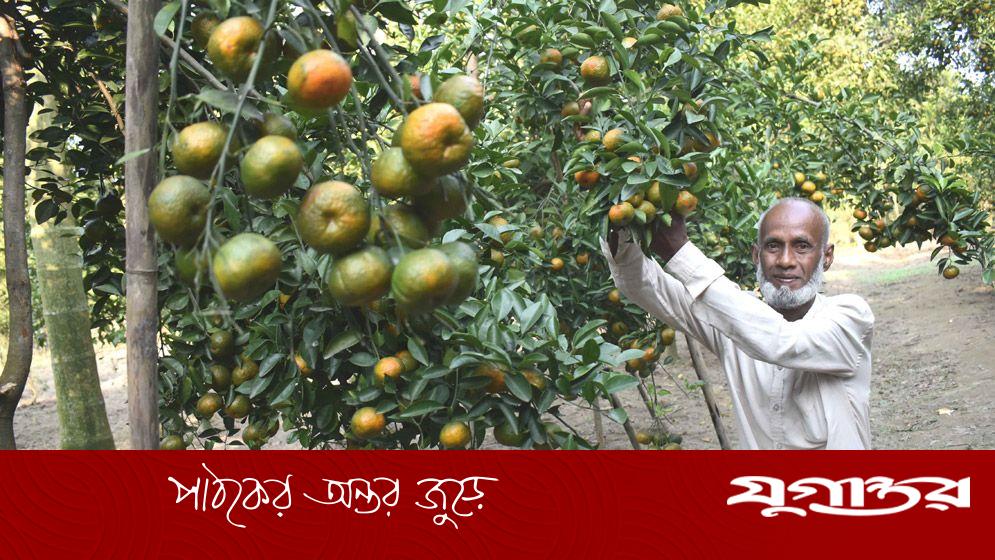 থোকায় থোকায় ঝুলছে হলুদ রংয়ের কমলা, আলেপের মুখে হাসি