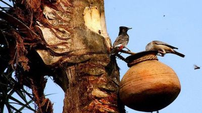 খেজুরের কাঁচা রস খাওয়া পরিহার করুন