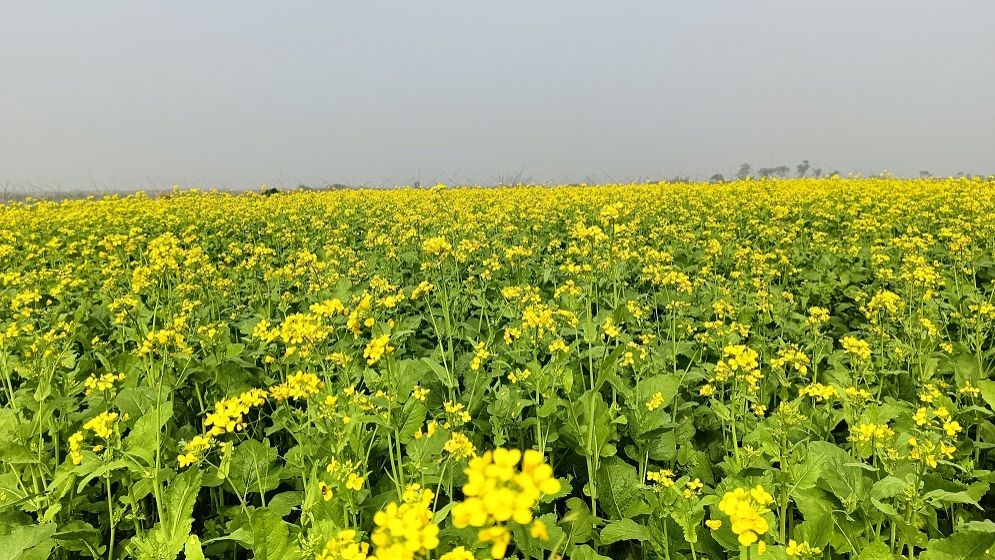 হলুদে হলুদে ছেয়ে গেছে বিস্তীর্ণ মাঠ