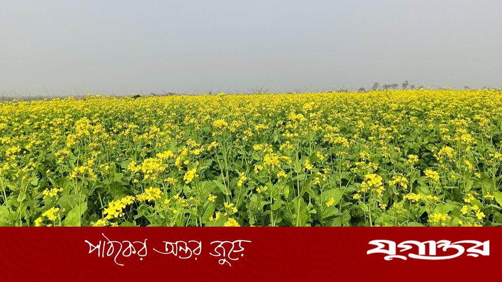 হলুদে হলুদে ছেয়ে গেছে বিস্তীর্ণ মাঠ