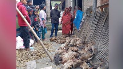 চিকিৎসকের ভুলে পথে বসে গেলেন খামারি