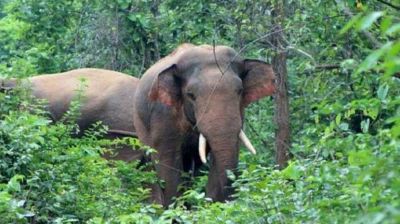 চকরিয়ায় বন্য হাতির আক্রমণে যুবকের মৃত্যু