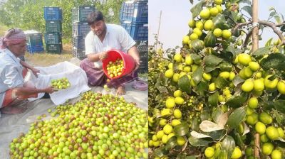 বল সুন্দরী চাষে ভাগ্য বদলাল পদ্মার চরের কৃষকদের