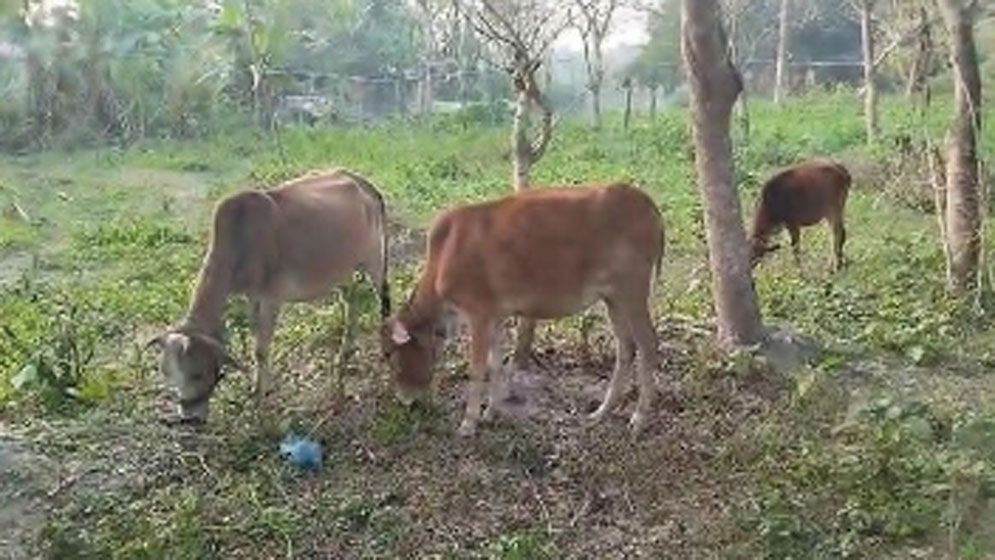 মসজিদের ইমামের ৪টি গরু লুটের অভিযোগ নারীর বিরুদ্ধে