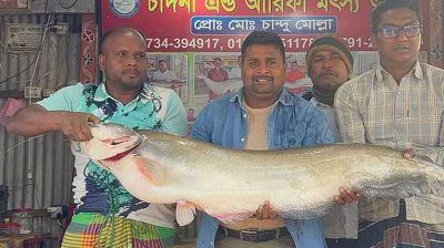 পদ্মায় শিকারির বড়শিতে ১৬ কেজি বোয়াল, অর্ধলক্ষ টাকায় বিক্রি