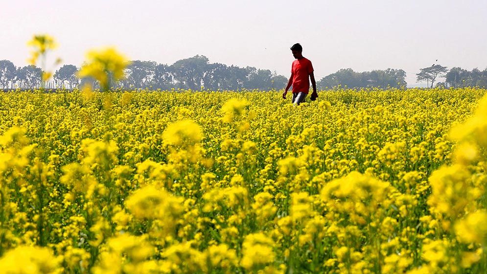 প্রকৃতি সেজে আছে যেন শুধু হলুদের রঙে