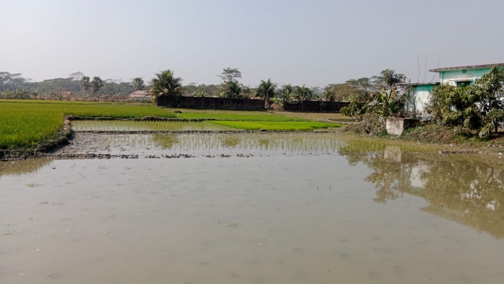 মঠবাড়িয়ায় ধানের চারা উপড়ে ফেলার অভিযোগ