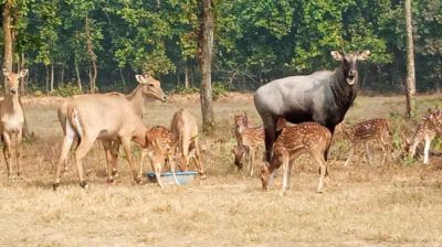 সাফারি পার্কের দেয়াল টপকে বেরিয়ে যাওয়া নীলগাইটি উদ্ধার হয়নি