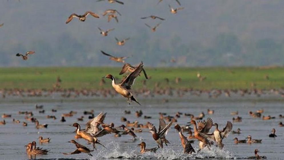 অতিথি পাখি রক্ষা করুন