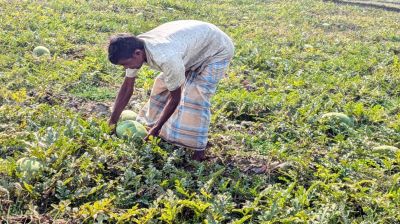 আগাম তরমুজ ও বাঙ্গি চাষে সাফল্য