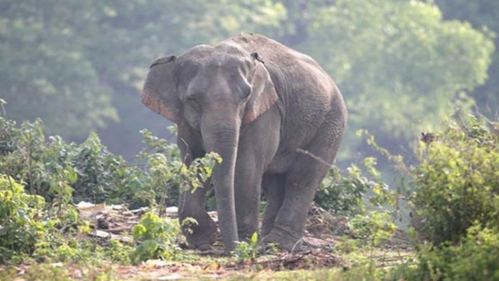 বন্যহাতির আক্রমণে শ্রমিকের মৃত্যু