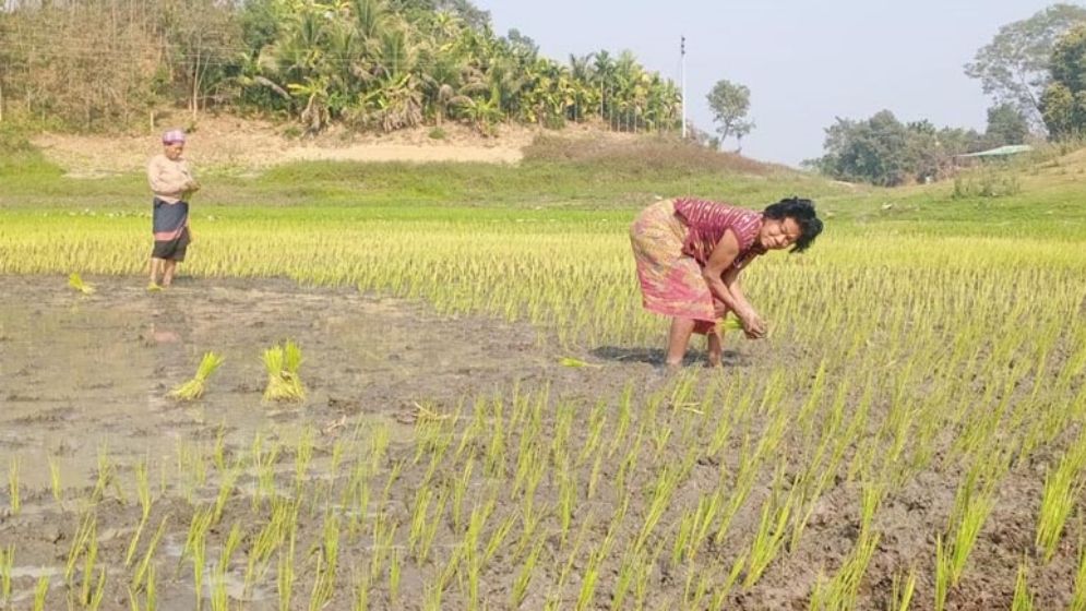 কাপ্তাই হ্রদের জলেভাসা জমিতে চাষাবাদের ধুম