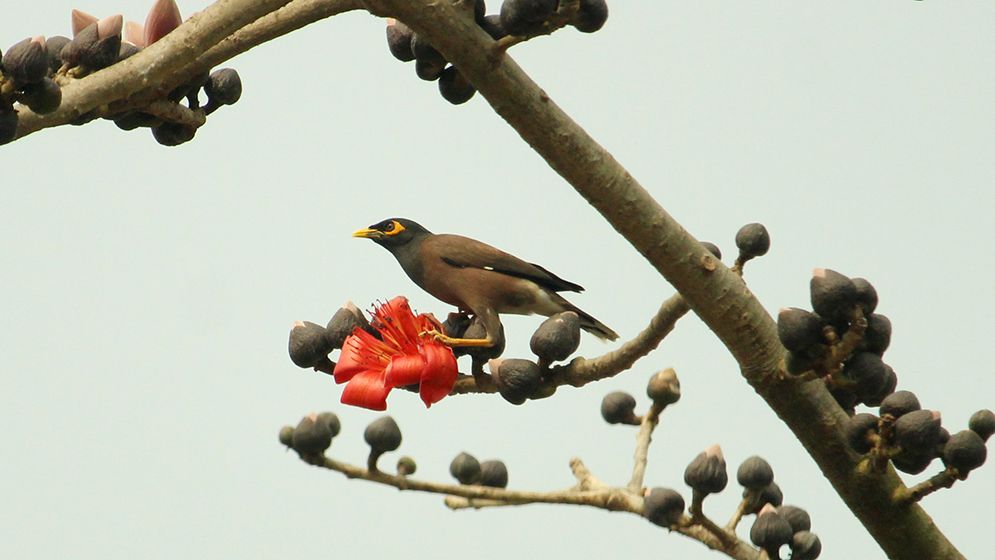 বসন্তের আগমনী বার্তা