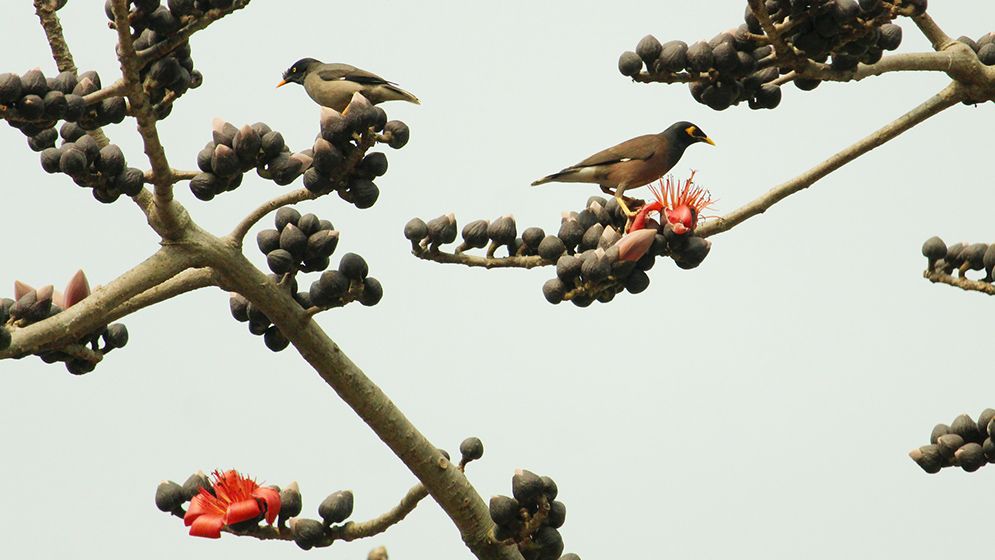 বসন্তের আগমনী বার্তা