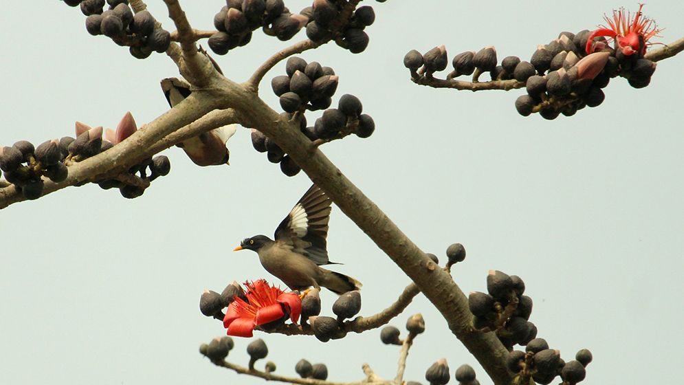 বসন্তের আগমনী বার্তা