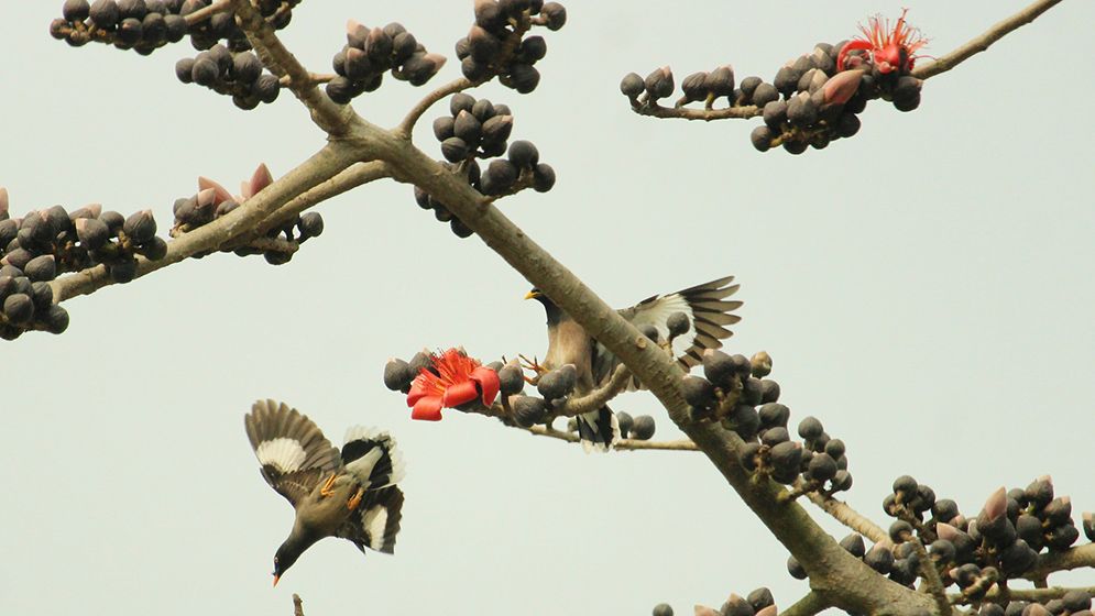 বসন্তের আগমনী বার্তা