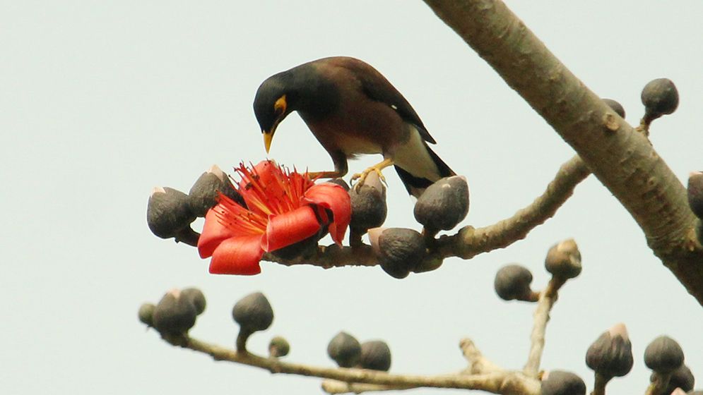 বসন্তের আগমনী বার্তা