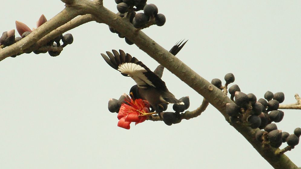 বসন্তের আগমনী বার্তা