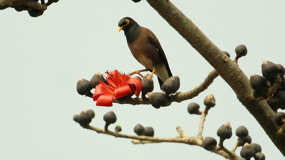 বসন্তের আগমনী বার্তা