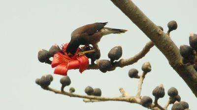 বসন্তের আগমনী বার্তা