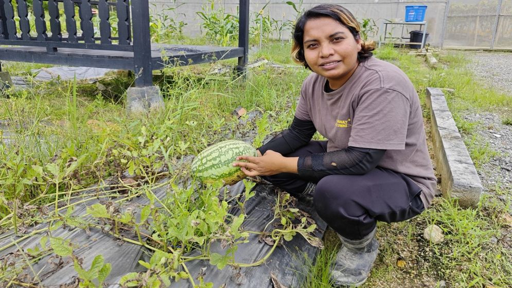 মালয়েশিয়ায় পরিবেশবান্ধব কৃষি বিপ্লবে সিলেটের বৃষ্টি