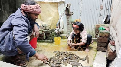 বাবার সঙ্গে জোঁক পালন করে ৫ বছরের সাদিয়া