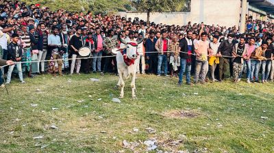 গ্রাম বাংলার ঐতিহ্য তুলে ধরতে দোহারে গরু দৌড় প্রতিযোগিতা