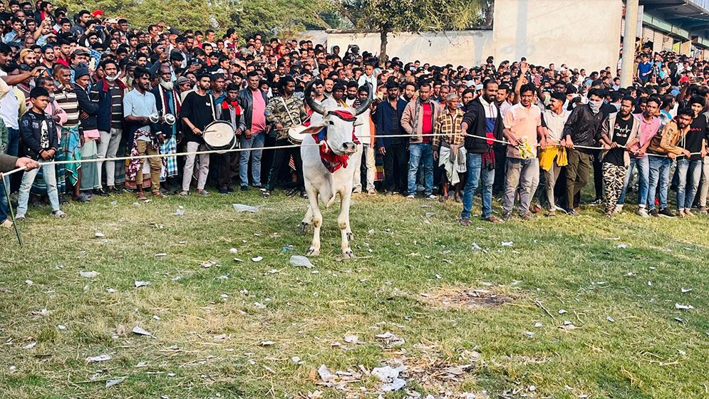 গ্রাম বাংলার ঐতিহ্য তুলে ধরতে দোহারে গরু দৌড় প্রতিযোগিতা