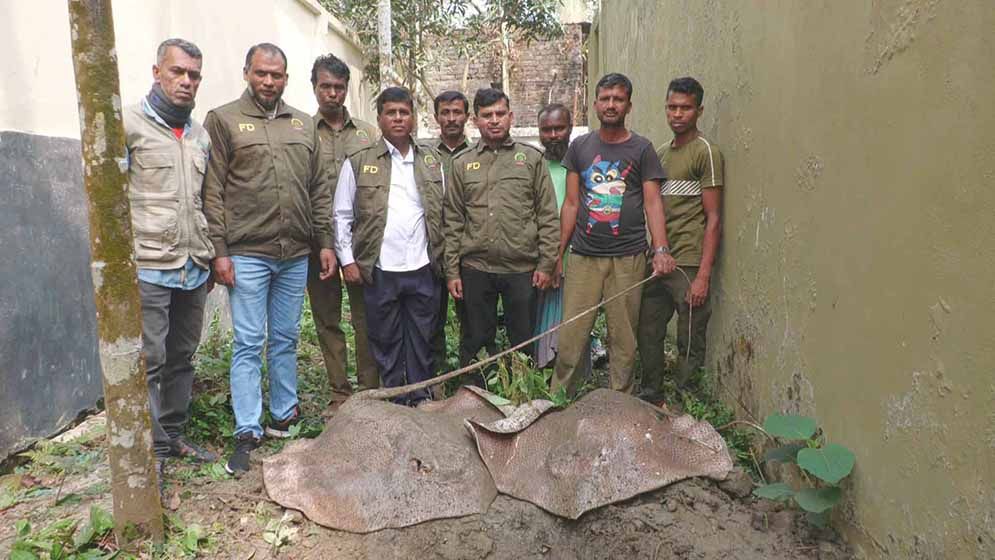 ১২০ কেজি ওজনের দুই শাপলাপাতা মাছ জব্দ