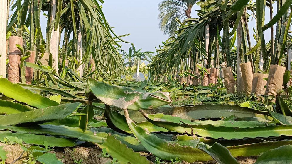 ড্রাগন গাছের সঙ্গে এ কেমন শত্রুতা