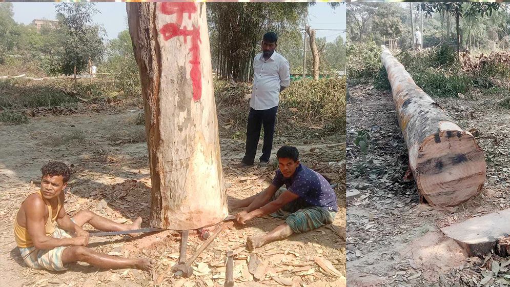 দেদারসে কাটছে রাস্তার গাছ, চুপ বনবিভাগ