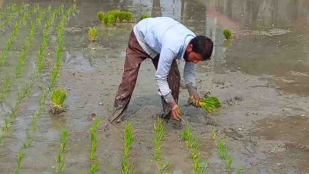 সাটুরিয়ায় বোরো ফলনে ব্যস্ত সময় পার করছেন চাষিরা