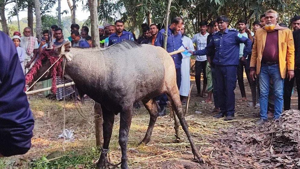 বাগাতিপাড়ায় বিলুপ্ত নীলগাই উদ্ধার