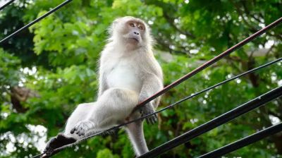 এক বানরে বিদ্যুৎ বিভ্রাট, দুর্ভোগে শ্রীলংকার জনগণ