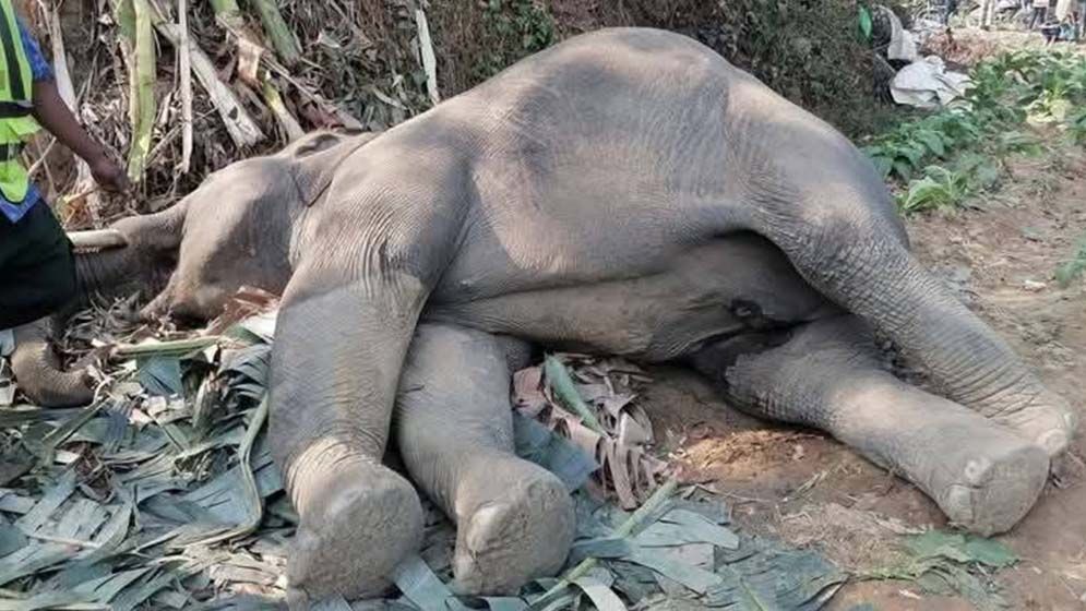 তামাকখেতে পড়ে ছিল হাতির মরদেহ