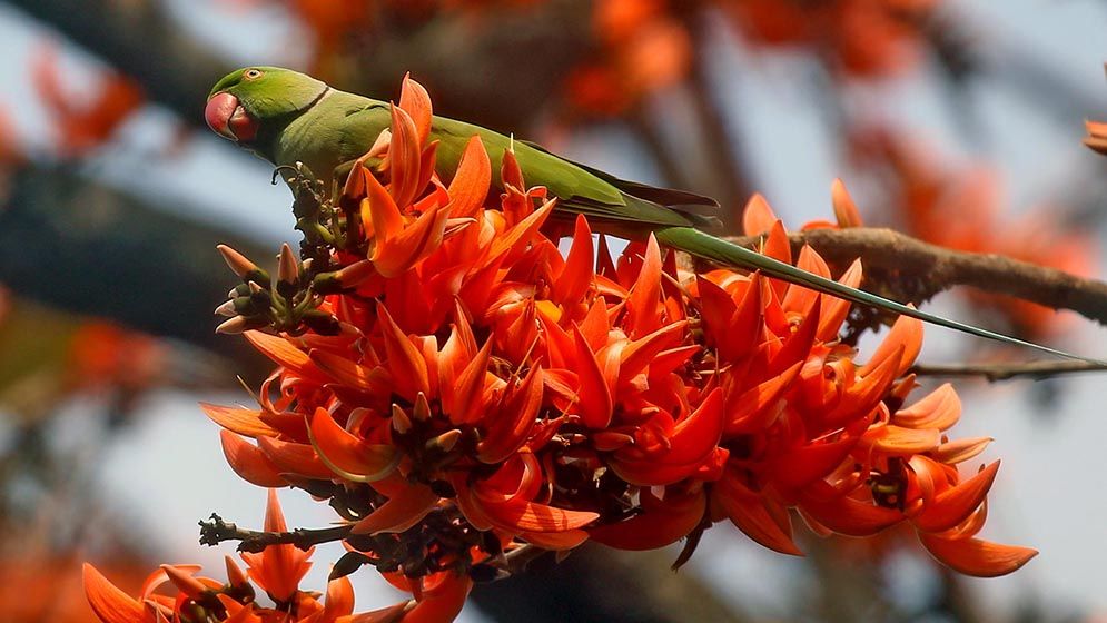 ফাগুনের রং মেলে ধরেছে ঋতুরাজ বসন্ত