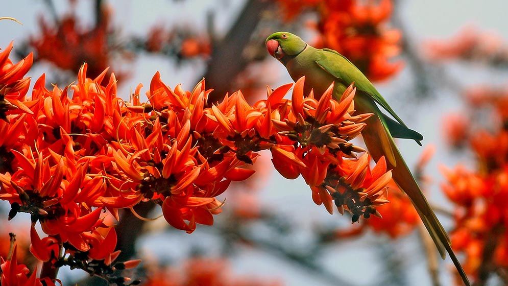 ফাগুনের রং মেলে ধরেছে ঋতুরাজ বসন্ত