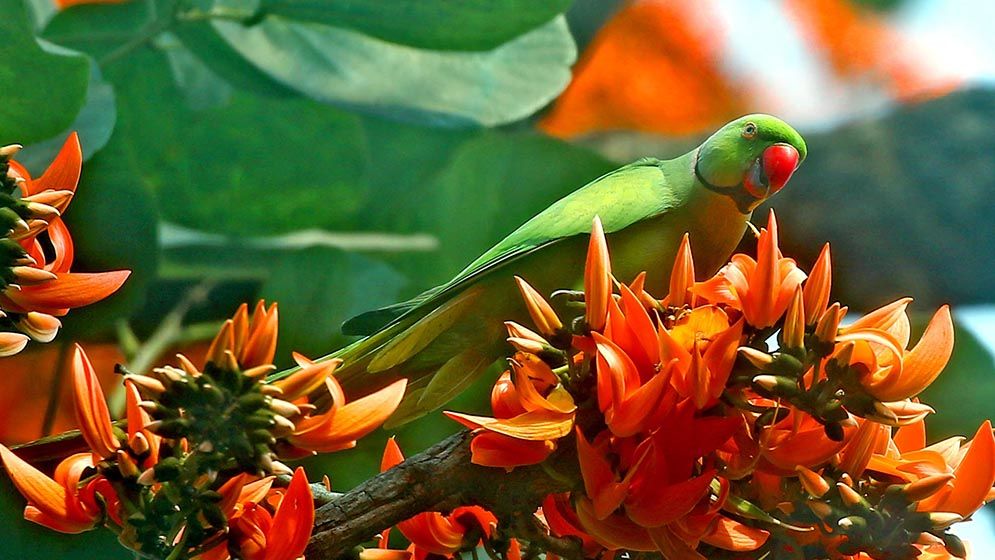 ফাগুনের রং মেলে ধরেছে ঋতুরাজ বসন্ত