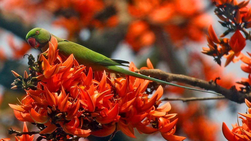 ফাগুনের রং মেলে ধরেছে ঋতুরাজ বসন্ত