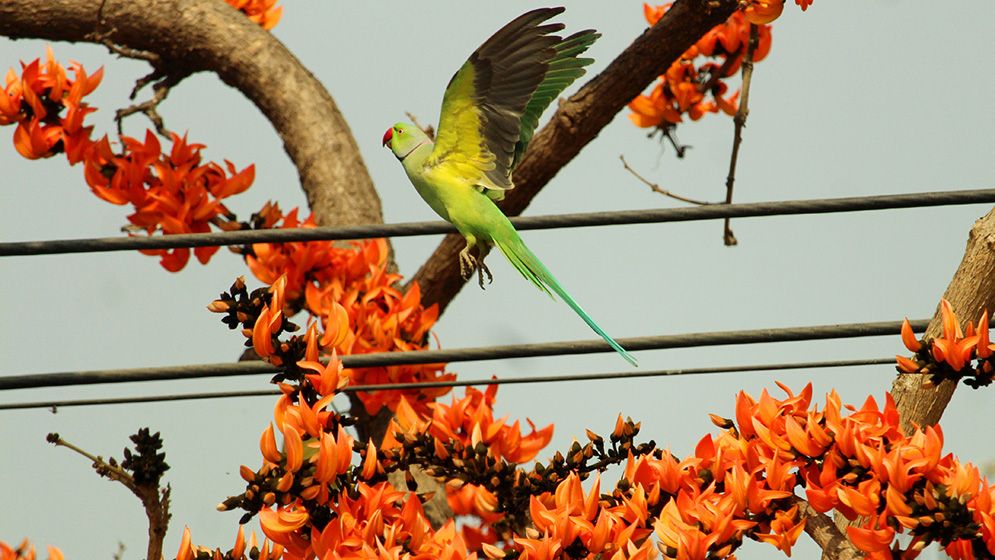 বসন্ত এসে গেছে