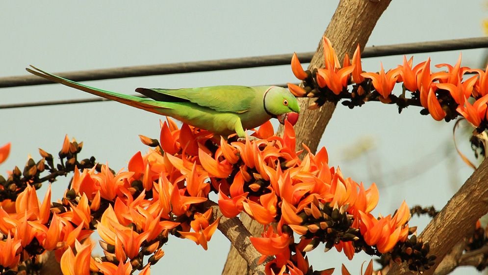 বসন্ত এসে গেছে