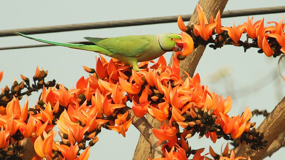 বসন্ত এসে গেছে