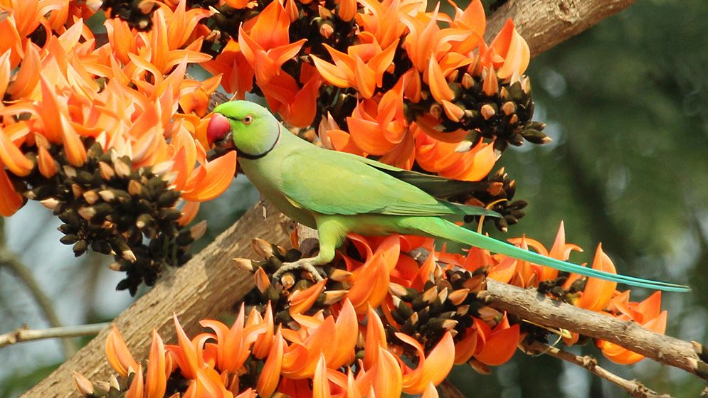 বসন্ত এসে গেছে