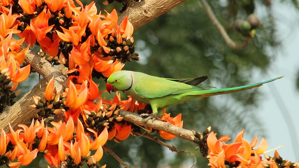 বসন্ত এসে গেছে