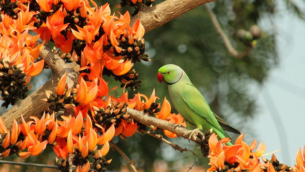 বসন্ত এসে গেছে