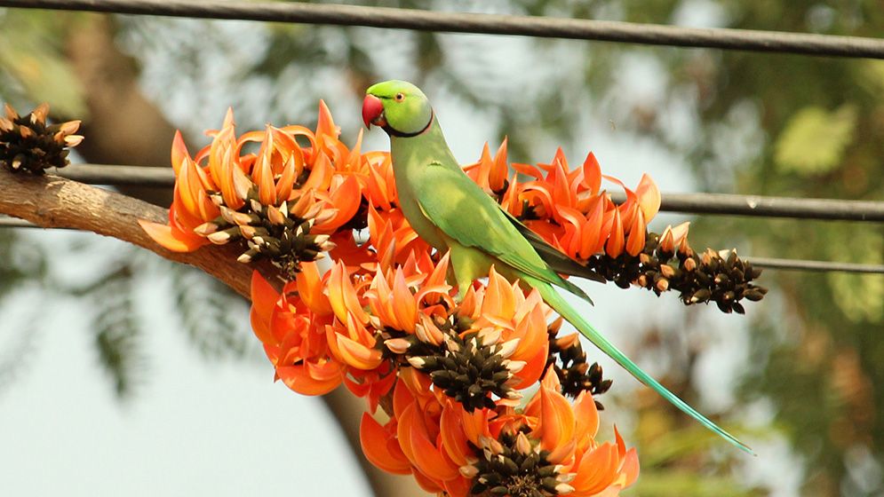 বসন্ত এসে গেছে