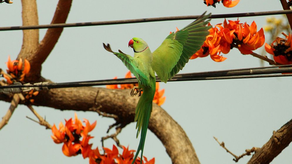 বসন্ত এসে গেছে