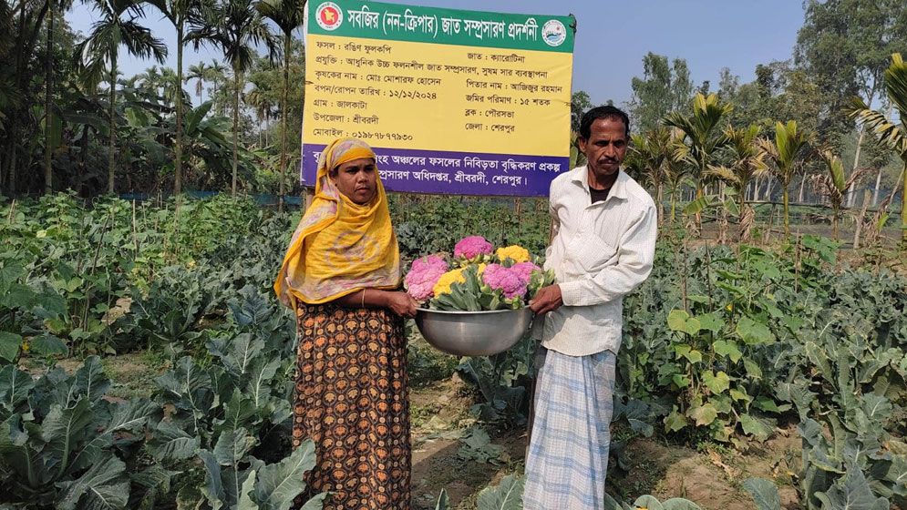 রঙিন ফুলকপি চাষে সফল কৃষক মোশারফ