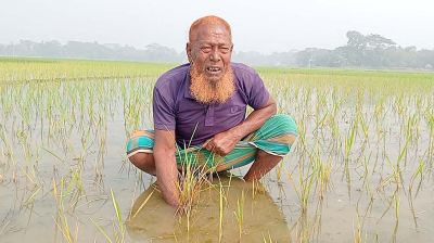 ভাইয়ের বিরুদ্ধে ফসলি জমিতে বিষ দেওয়ার অভিযোগ