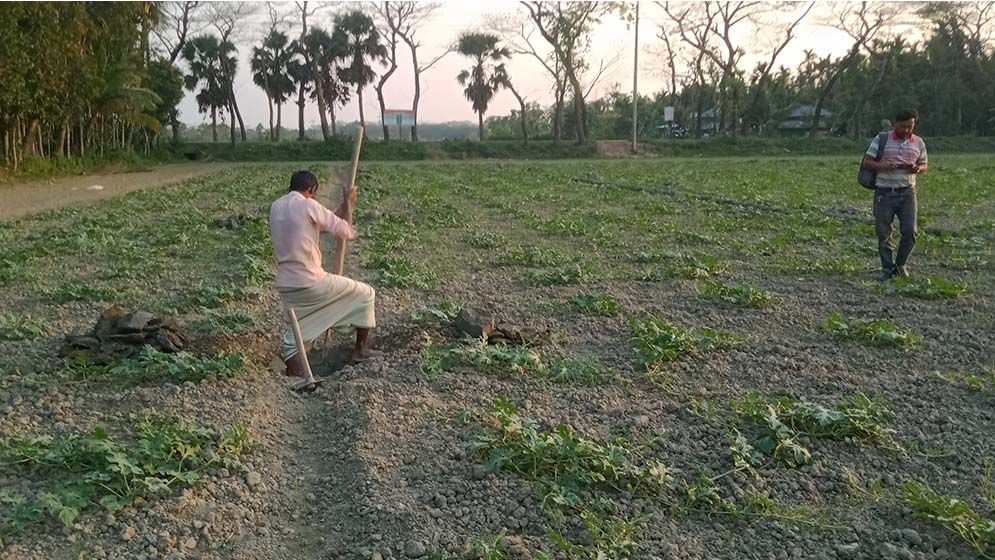 চরফ্যাশনে তরমুজ চাষে ব্যস্ত কৃষকেরা